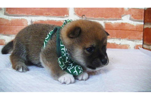 成約済の福岡県の豆柴-112416の14枚目