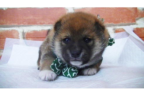 成約済の福岡県の豆柴-112416の13枚目