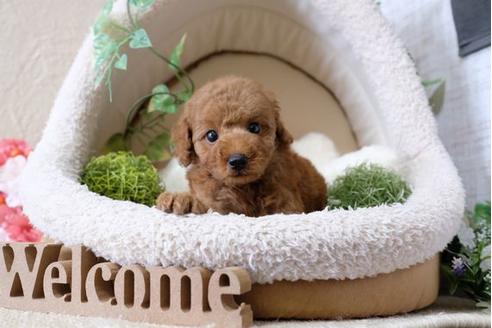 成約済の滋賀県のトイプードル-113001の1枚目