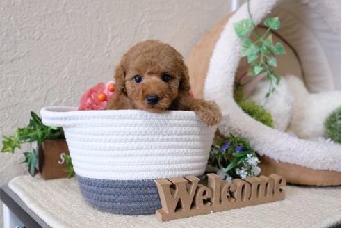 成約済の滋賀県のトイプードル-113001の5枚目