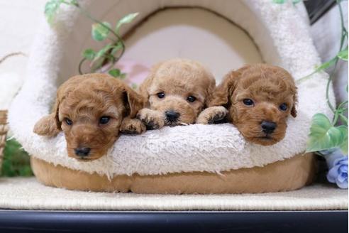 成約済の滋賀県のトイプードル-113001の4枚目