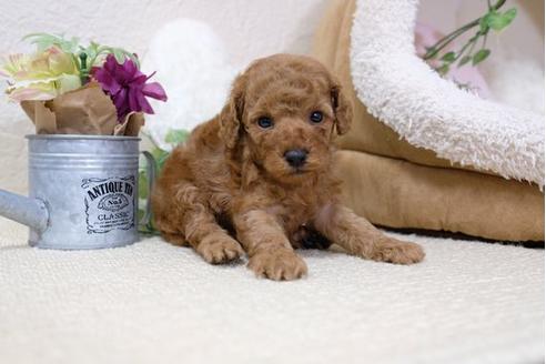 成約済の滋賀県のトイプードル-113001の3枚目