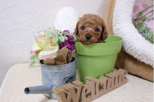 成約済の滋賀県のトイプードル-113001の2枚目