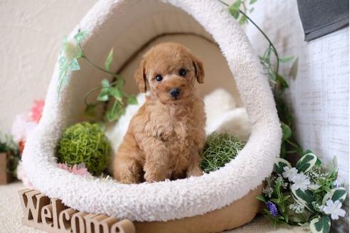 成約済の滋賀県のトイプードル-113002の1枚目