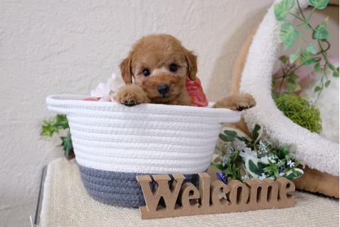 成約済の滋賀県のトイプードル-113002の5枚目