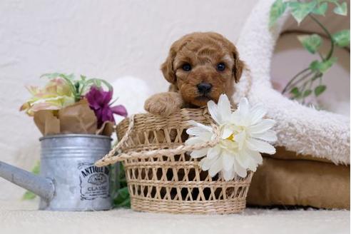 成約済の滋賀県のトイプードル-113002の3枚目
