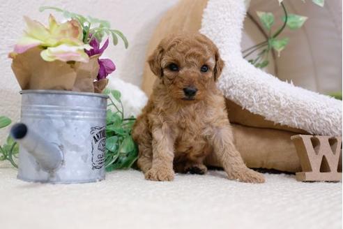 成約済の滋賀県のトイプードル-113002の2枚目