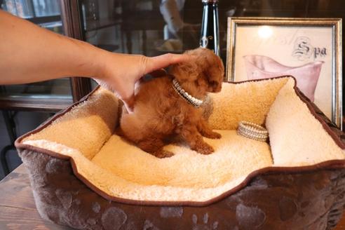 成約済の埼玉県のタイニープードル-114455の2枚目