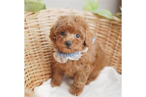 成約済の愛媛県のトイプードル-114451の1枚目
