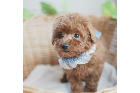 成約済の愛媛県のトイプードル-114451の3枚目