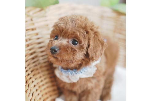 成約済の愛媛県のトイプードル-114451の2枚目