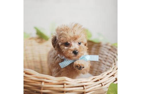 成約済の愛媛県のトイプードル-114450の3枚目