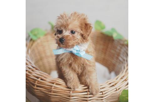 成約済の愛媛県のトイプードル-114450の2枚目