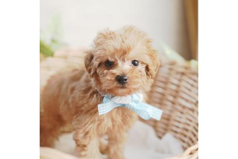 成約済の愛媛県のトイプードル-114450の1枚目