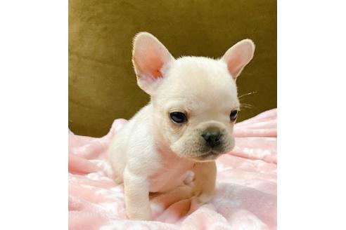 成約済の山口県のフレンチブルドッグ-111523の3枚目