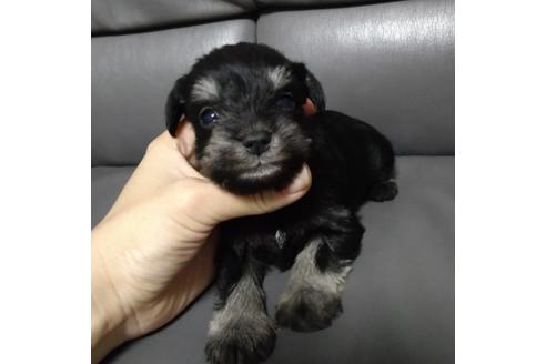 成約済の北海道のミニチュアシュナウザー-112166の1枚目