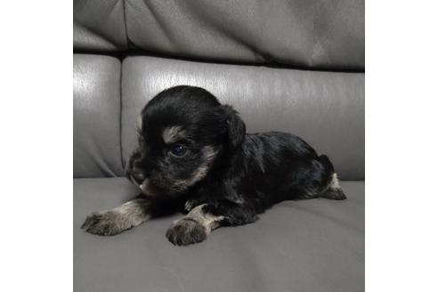 成約済の北海道のミニチュアシュナウザー-112166の5枚目