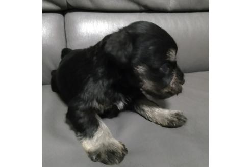 成約済の北海道のミニチュアシュナウザー-112166の4枚目