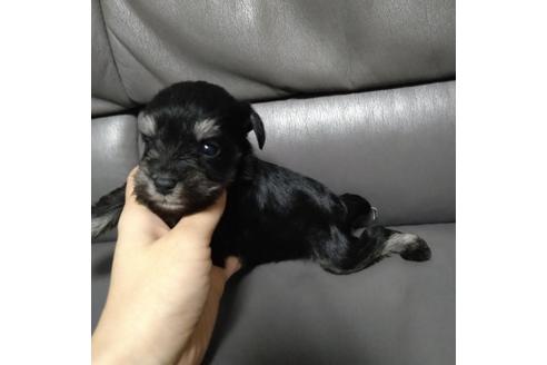 成約済の北海道のミニチュアシュナウザー-112166の3枚目