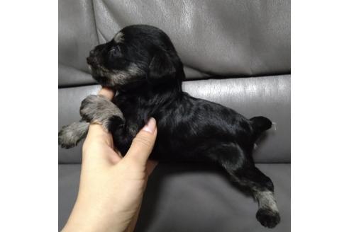 成約済の北海道のミニチュアシュナウザー-112166の2枚目