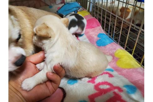 成約済の愛知県のチワワ(ロングコート)-114496の3枚目