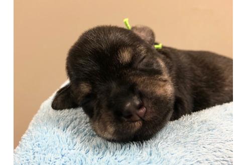 成約済の千葉県のミニチュアシュナウザー-114501の3枚目