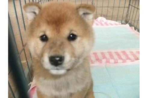 成約済の埼玉県の柴犬-114503の1枚目