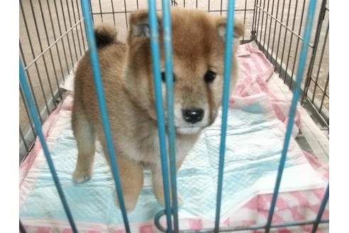 成約済の埼玉県の柴犬-114503の5枚目