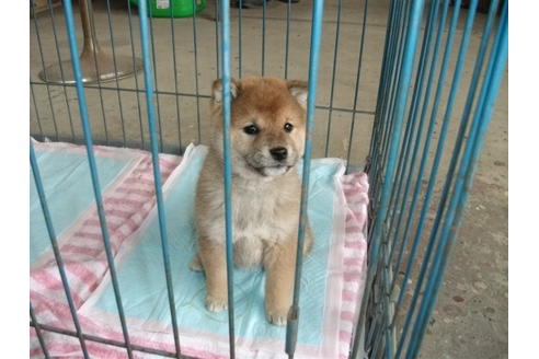 成約済の埼玉県の柴犬-114503の3枚目