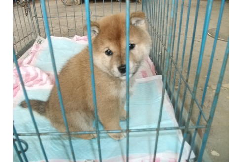 成約済の埼玉県の柴犬-114503の2枚目