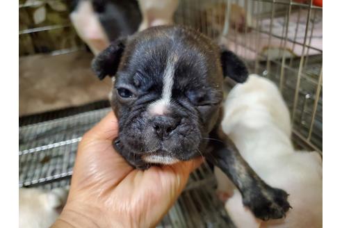 成約済の愛知県のフレンチブルドッグ-114256の1枚目