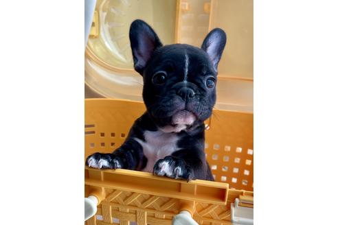 成約済の香川県のフレンチブルドッグ-114023の1枚目