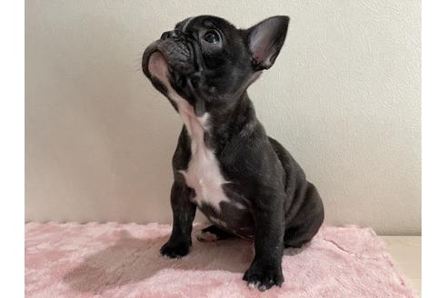成約済の香川県のフレンチブルドッグ-114023の4枚目