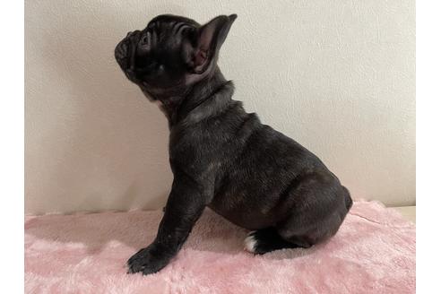 成約済の香川県のフレンチブルドッグ-114023の3枚目