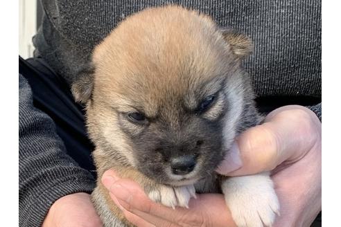 成約済の長崎県の柴犬-114515の1枚目