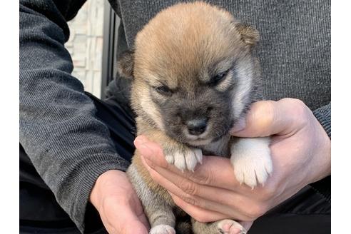 成約済の長崎県の柴犬-114515の5枚目