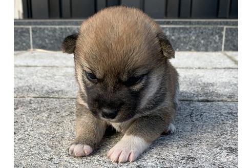 成約済の長崎県の柴犬-114515の3枚目