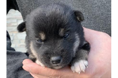 成約済の長崎県の柴犬-114521の1枚目