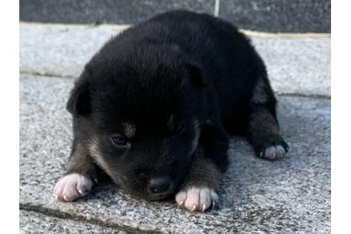 成約済の長崎県の柴犬-114521の5枚目