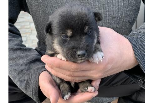 成約済の長崎県の柴犬-114521の3枚目