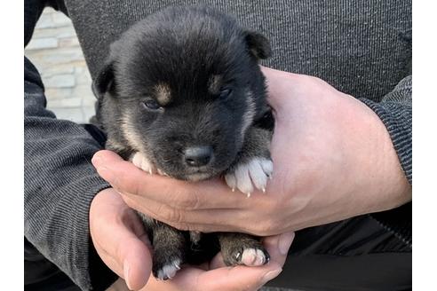 成約済の長崎県の柴犬-114521の2枚目