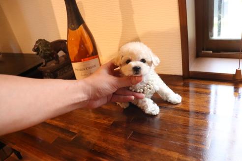 成約済の埼玉県のタイニープードル-114526の2枚目