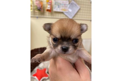 成約済の愛知県のチワワ(ロングコート)-114561の1枚目