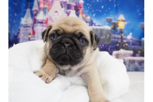 成約済の茨城県のパグ-114571の1枚目