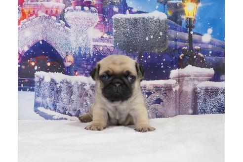 成約済の茨城県のパグ-114571の5枚目