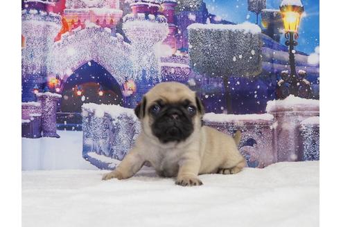 成約済の茨城県のパグ-114571の4枚目