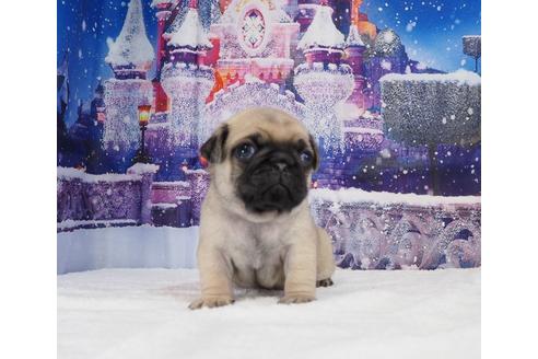 成約済の茨城県のパグ-114571の3枚目