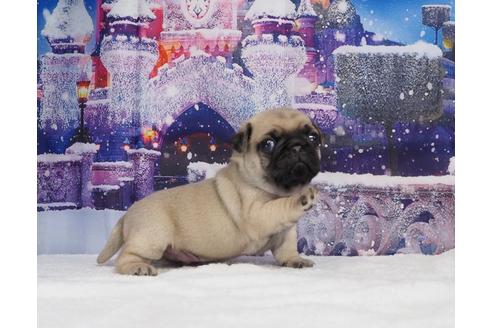 成約済の茨城県のパグ-114571の2枚目