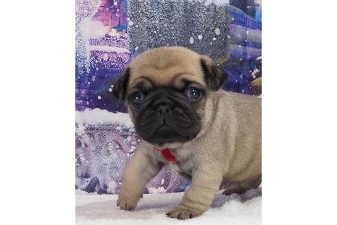 成約済の茨城県のパグ-114573の1枚目