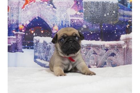 成約済の茨城県のパグ-114573の5枚目